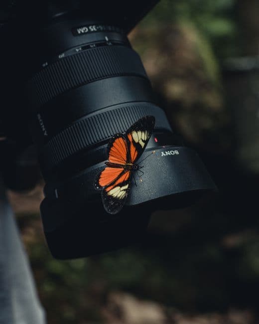 Best Mirrorless Macro Lens: Top Picks for 2026